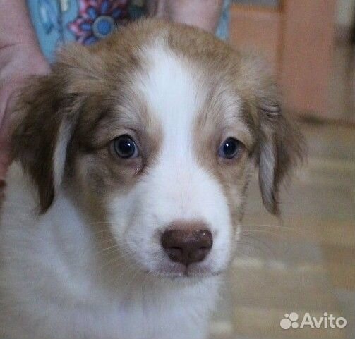 Подарю щенка девочка трех месяцев