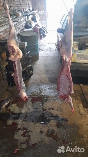 Мясо баранина свежая