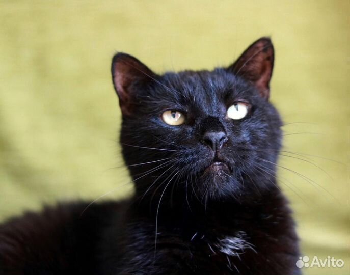 Черный кастрированный кот