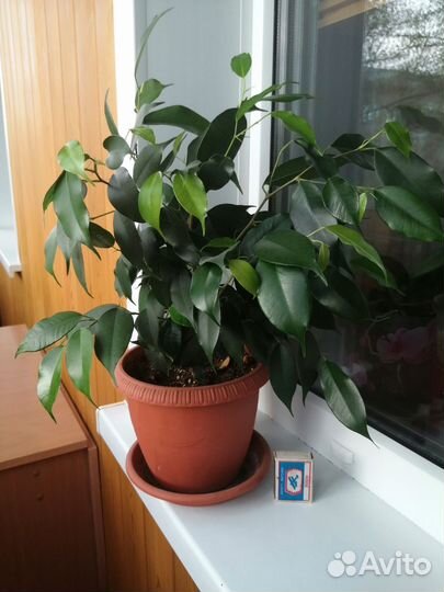 Фикусы бенджамина