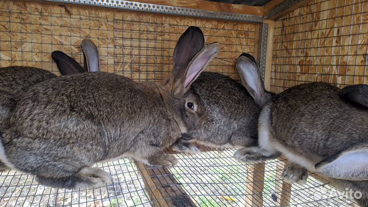 Кролики породы фландр