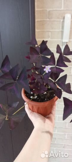 Кислица оксалис