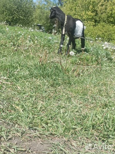 Козлик Ламанча