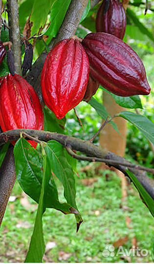 Какао бобы