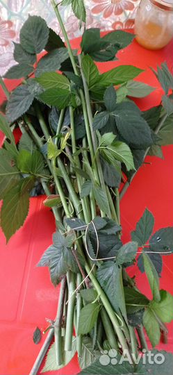 Ежевика, чебуки