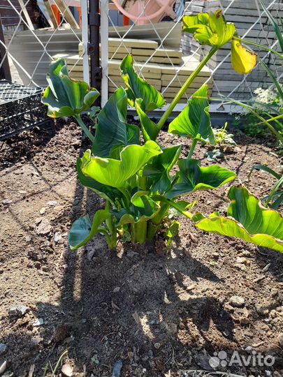 Канна красная, Калла, Зефирантес (выскочка)