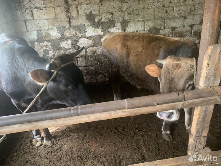 Бычок и тёлка