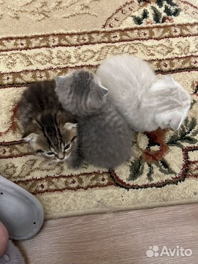 Шотландская вислоухая