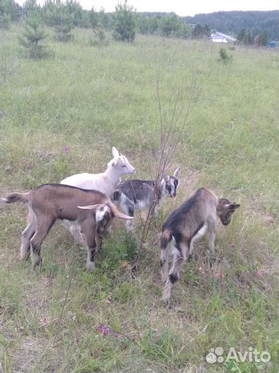 Нубийский козлята