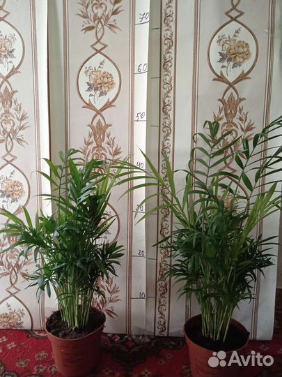 Комнатные цветы Арека, Хамедорея