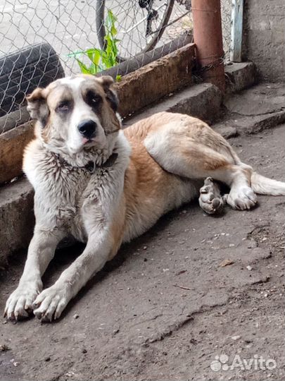 Среднеазиатская овчарка алабай в добрые руки