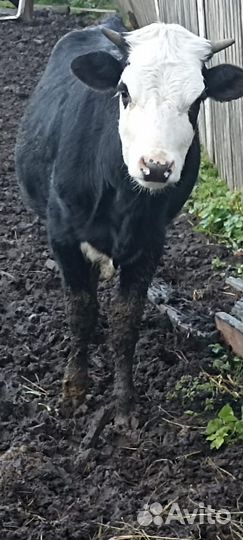 Бычки и тёлочки