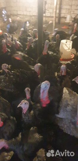 Индюки домашние