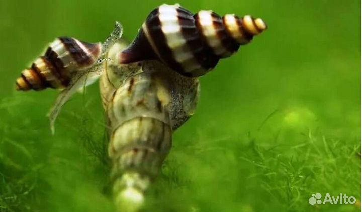 Улитка Хелена хищник, есть улиток