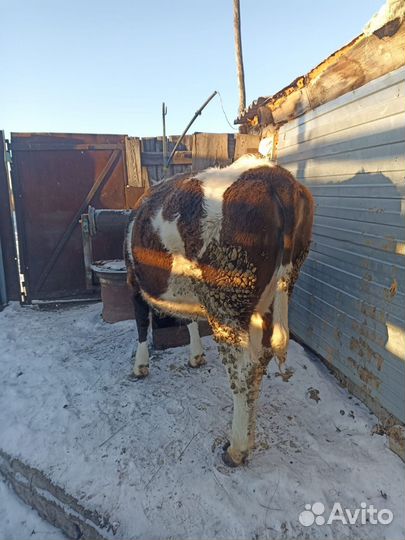 Корова телка нетель