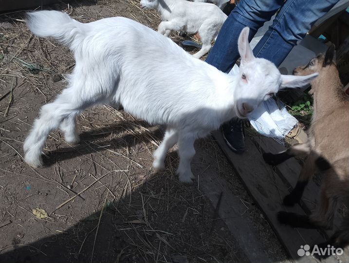 Зааненский козлёнок