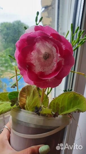 Глоксиния «TV- Колье Шарлотты»,хаттиора и оксалис