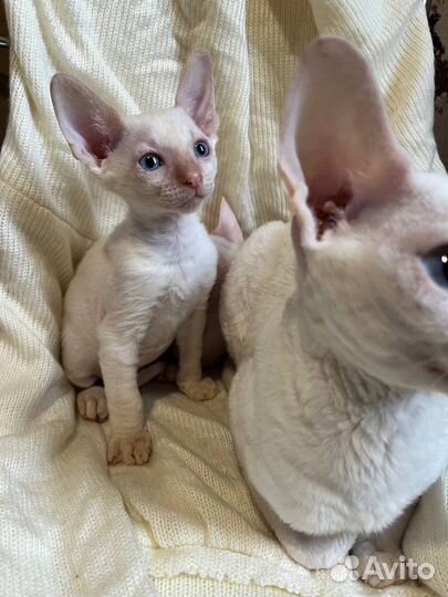 Котята корниш-рекс