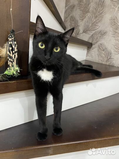 Передержка животных