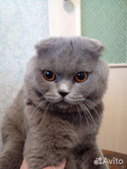 Британцы котята отдам
