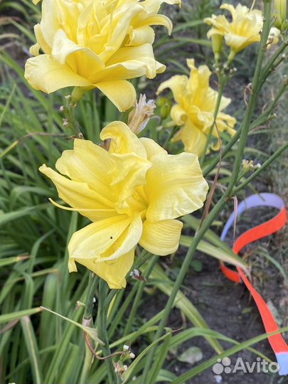 Лилейники сортовые