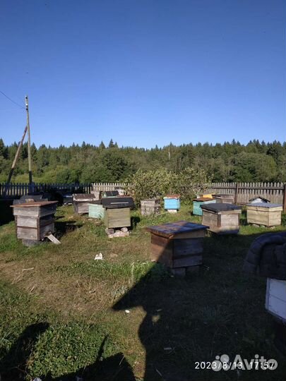 Пчелы в ульях 12ти и 16 рамочные