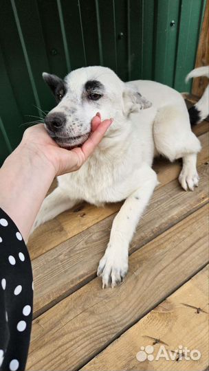 Молодая собака в добрые руки