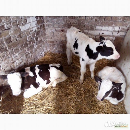 Бычки телочки (мясные и мясо - молочные)