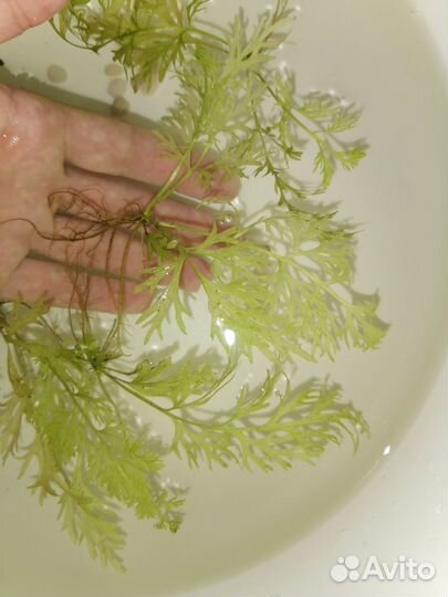 Аквариумные растения.Грунт.Оборудование.Сомики