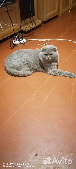 Отдам бесплатно кота