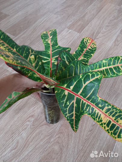 Кодиеум кротон Экселент