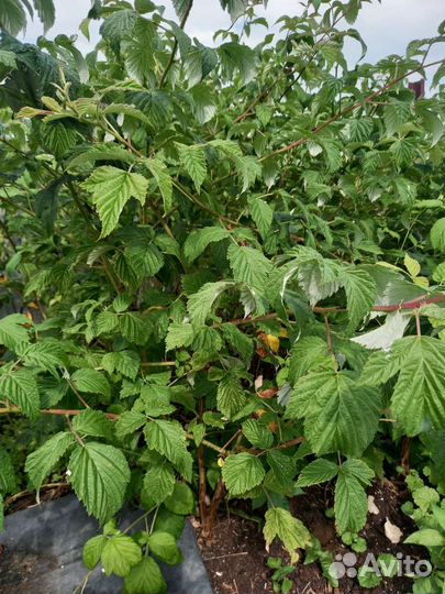 Саженцы малины летней