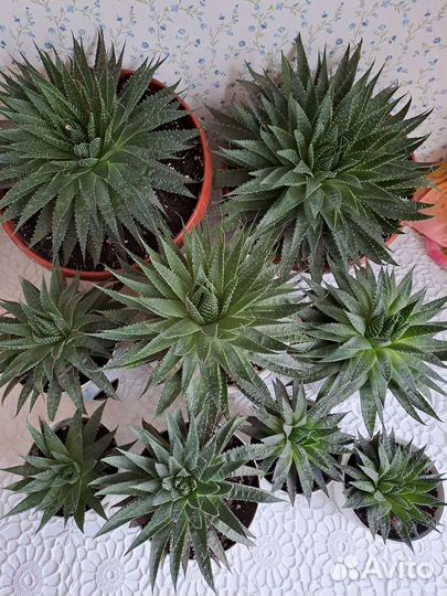 Алоэ остистое, комнатные цветы