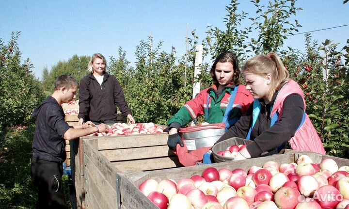 Сборщик яблок на сезон