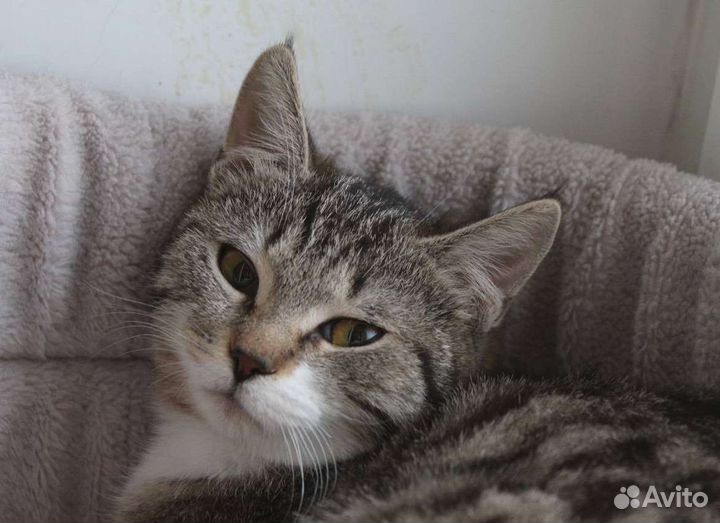 Котёнок Тэффи в добрые руки