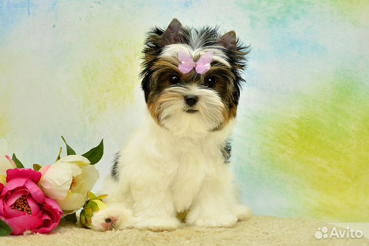 Бивер йорк девочка