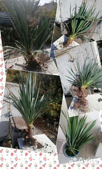 Пальма юкка садовая