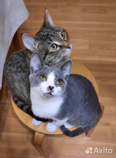 Котик в добрые руки