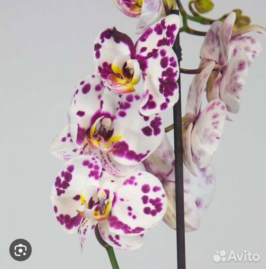 Дендробиум фаленопсис