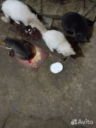 Кошки в дар бесплатно