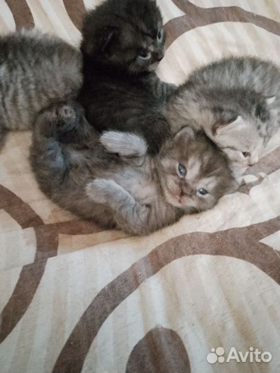 Шотландская