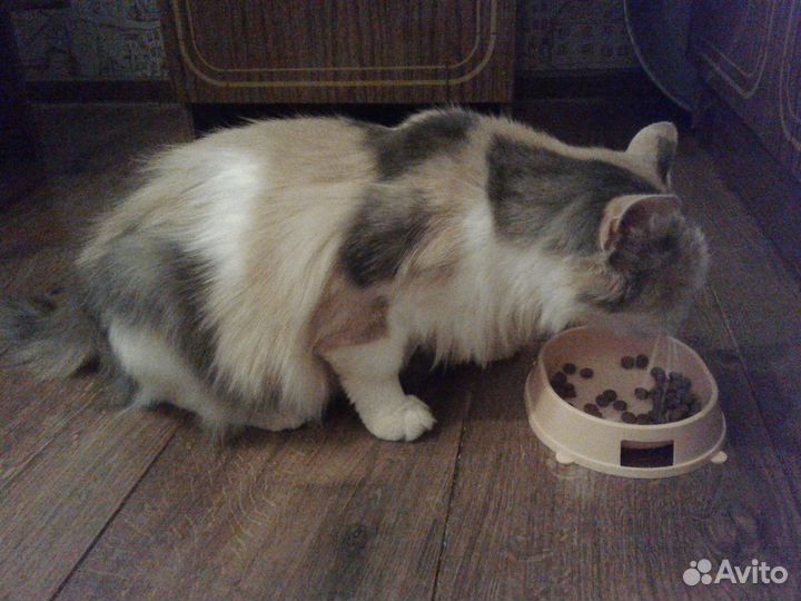 Трехцветная кошка Бонита