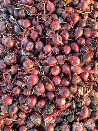 Лук фиолетовый