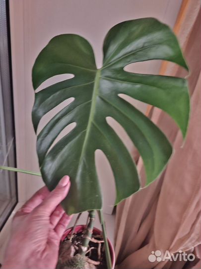 Филодендрон монстера суккуленты