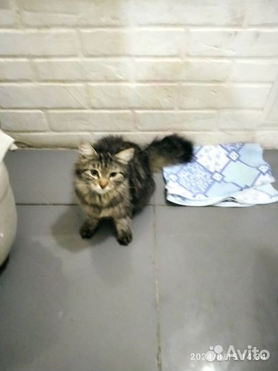 Кошечка молодая
