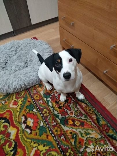 Собака для вязки