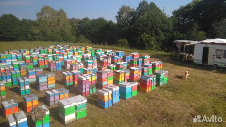 Продам мед