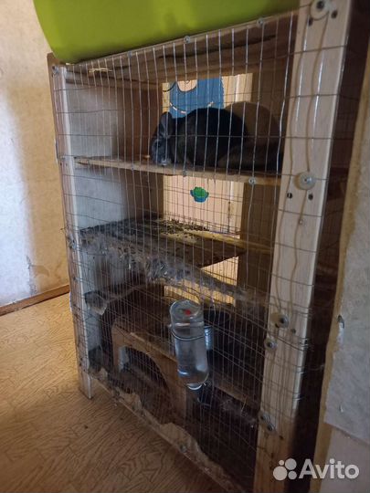 Пара шиншилл с клеткой