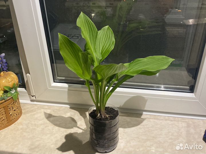 Хоста Ханибеллз