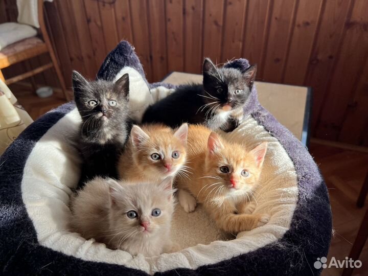 Отдам котят